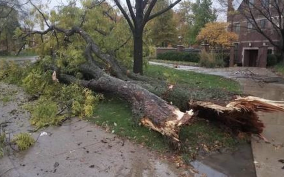 3 Reasons Why Emergency Tree Services are a Must