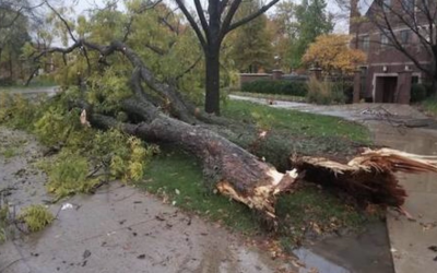 3 Reasons Why Emergency Tree Services are a Must